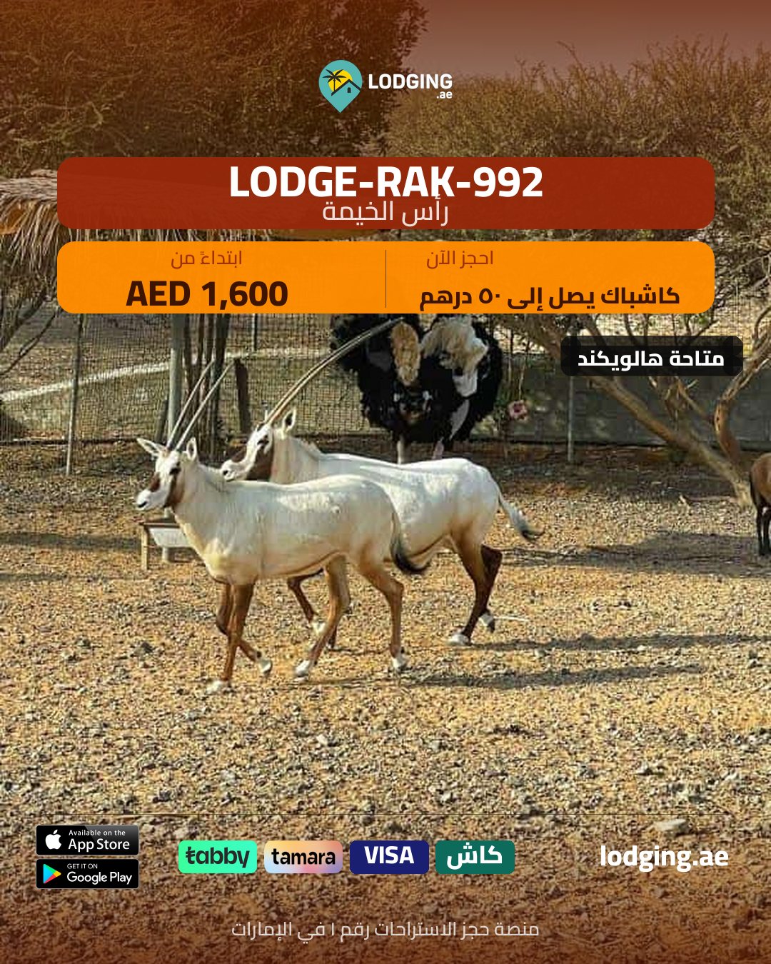 عيد الأضحى في الاستراحة: 20 فكرة وأنشطة تجعل عطلتك لا تُنسى