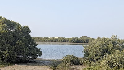 مانجروف الرمس