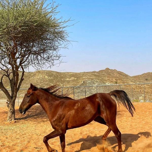 LODGE-RAK-992 - Image 5