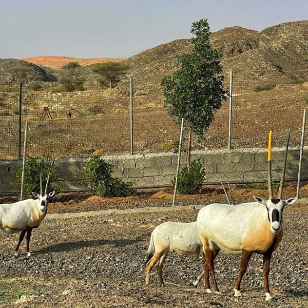 LODGE-RAK-992 - Image 8