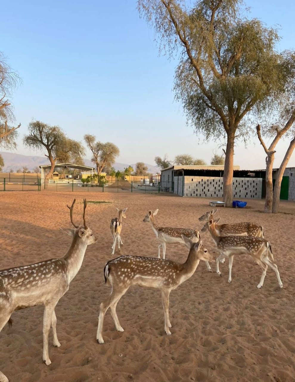 LODGE-RAK-851 - Image 9