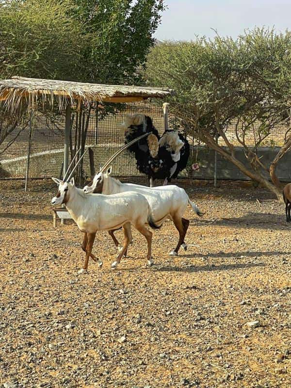 LODGE-RAK-992 - Image 6